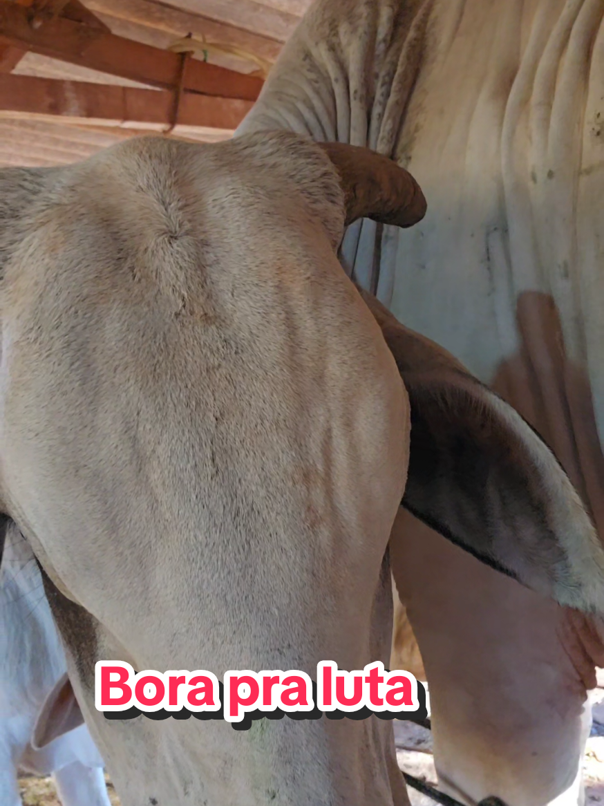 @Geovane neto
