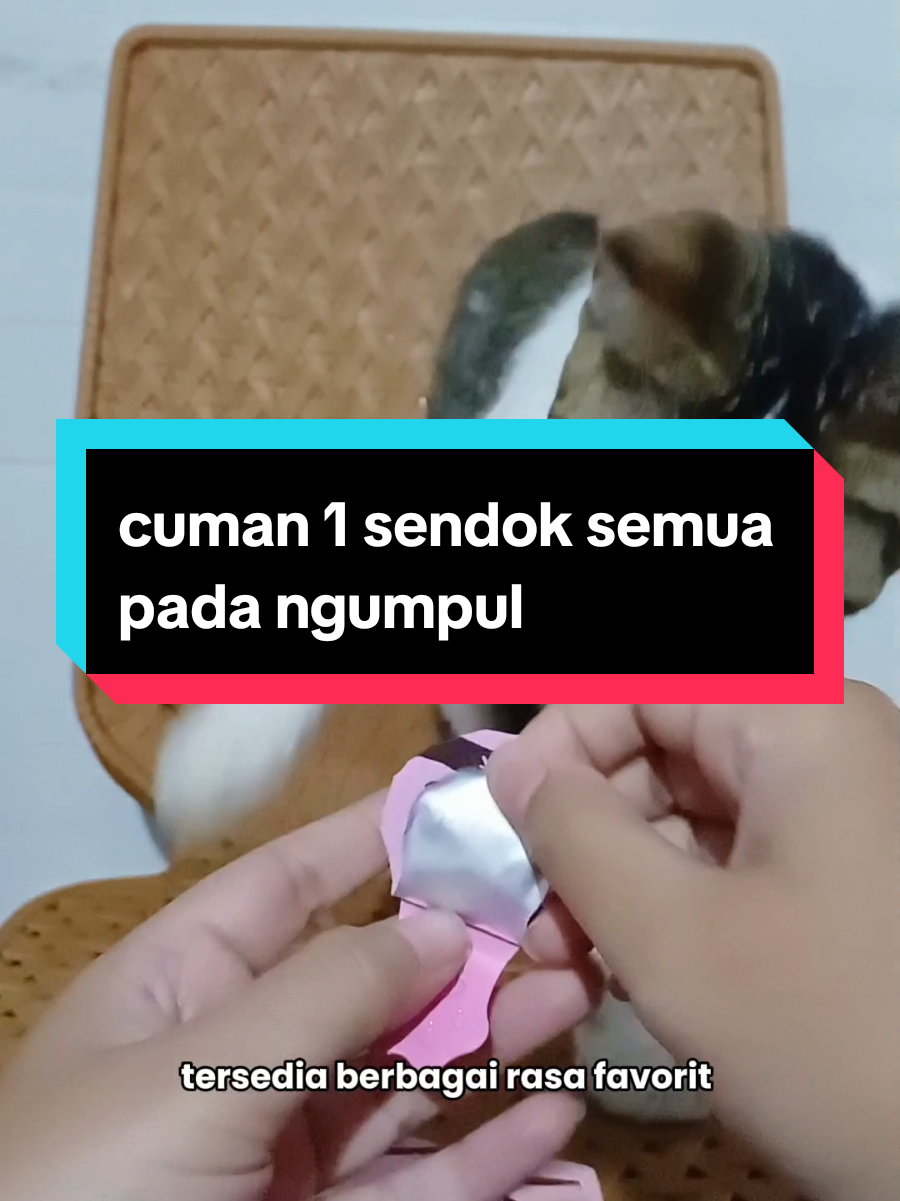 @dunia kucing