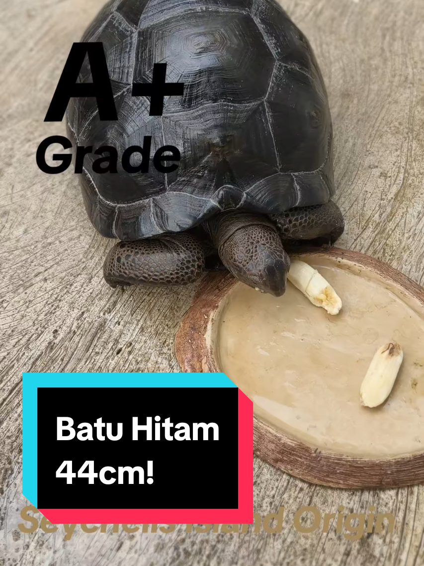 @ElimTorto