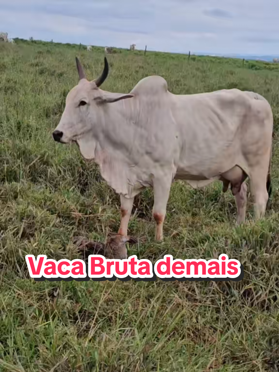 @Geovane neto