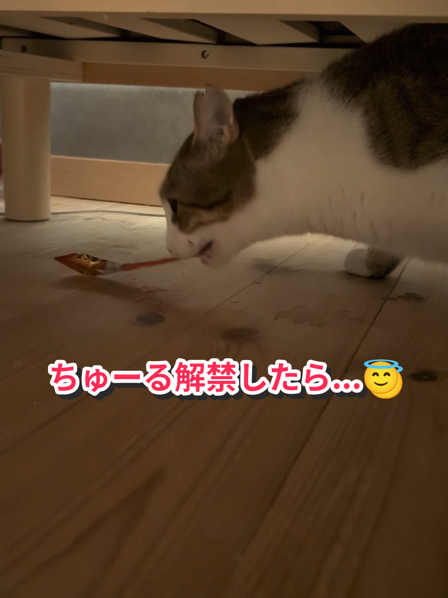 @にゃんご🐱