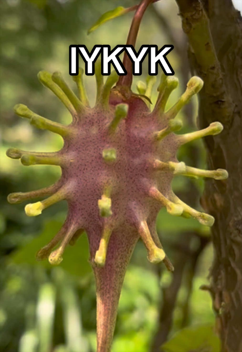 @Ky