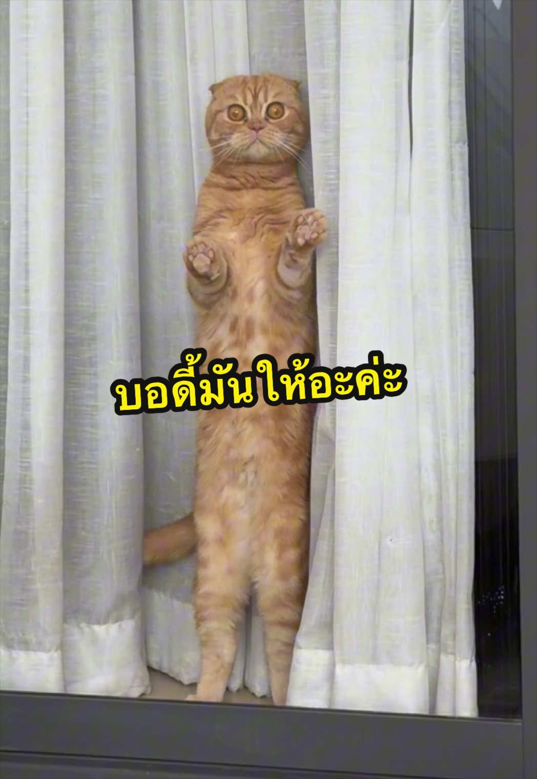@เชอรี่ขืนใจแมว