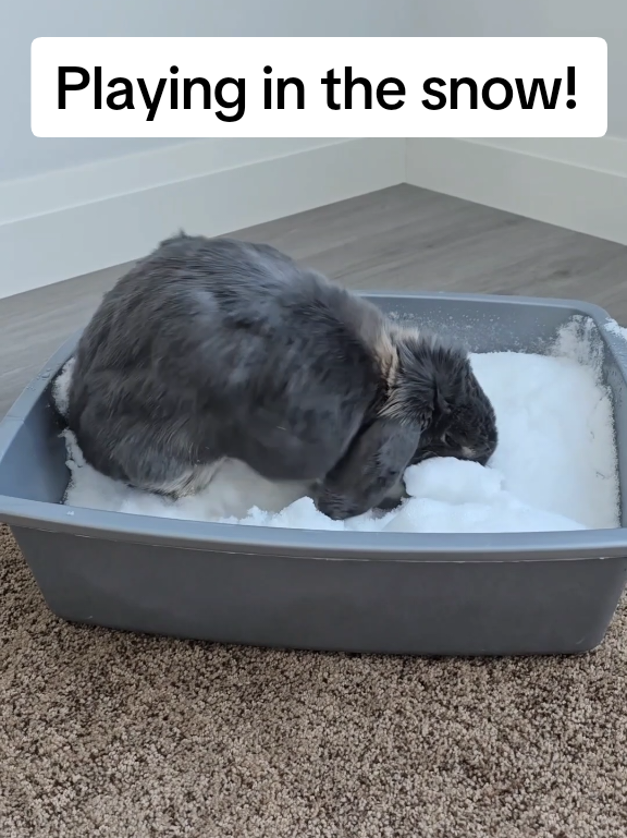 @Blueberry the Bunny