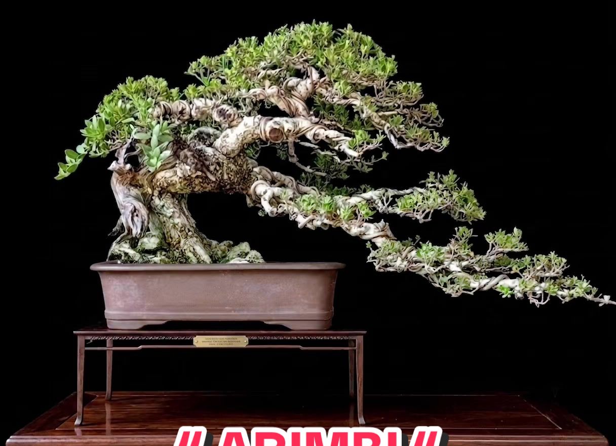 @warbonsai_purwodadi