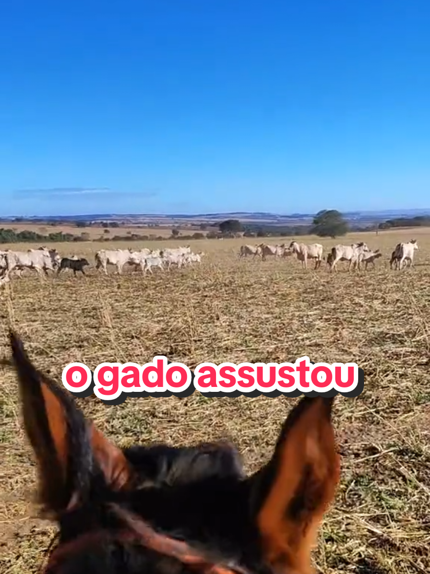 @Geovane neto
