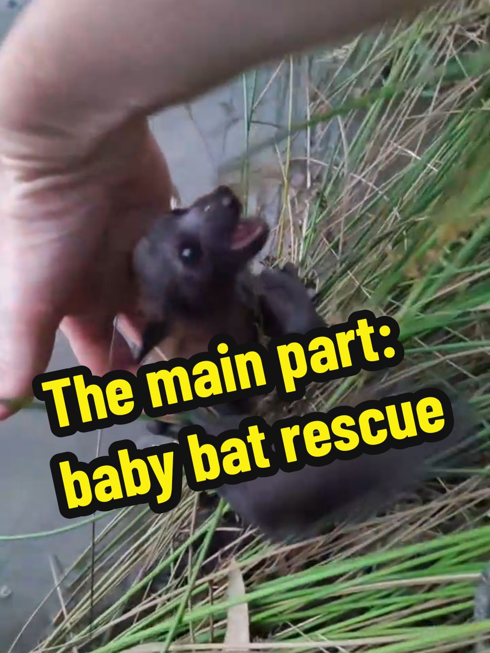 @Tanya 🐨🦘