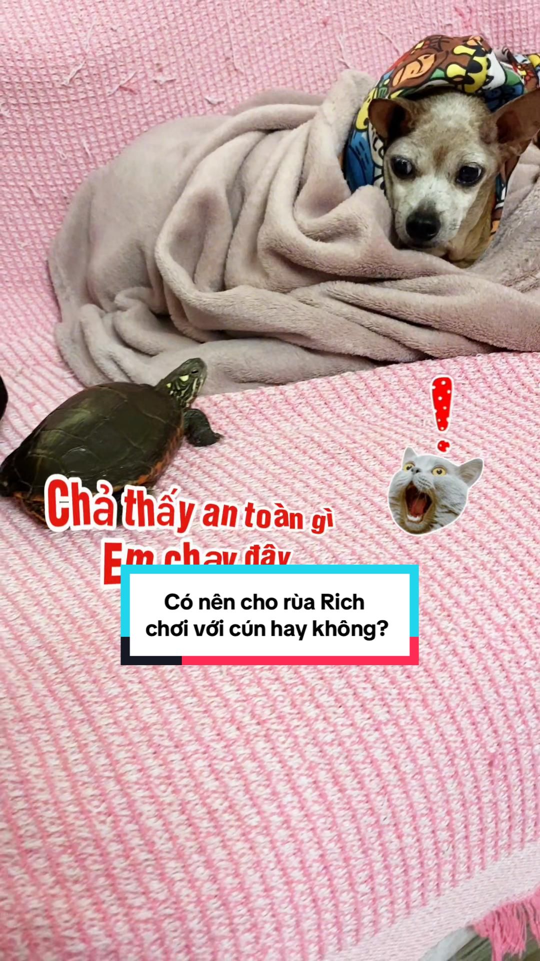 @Nhà có rùa và chó