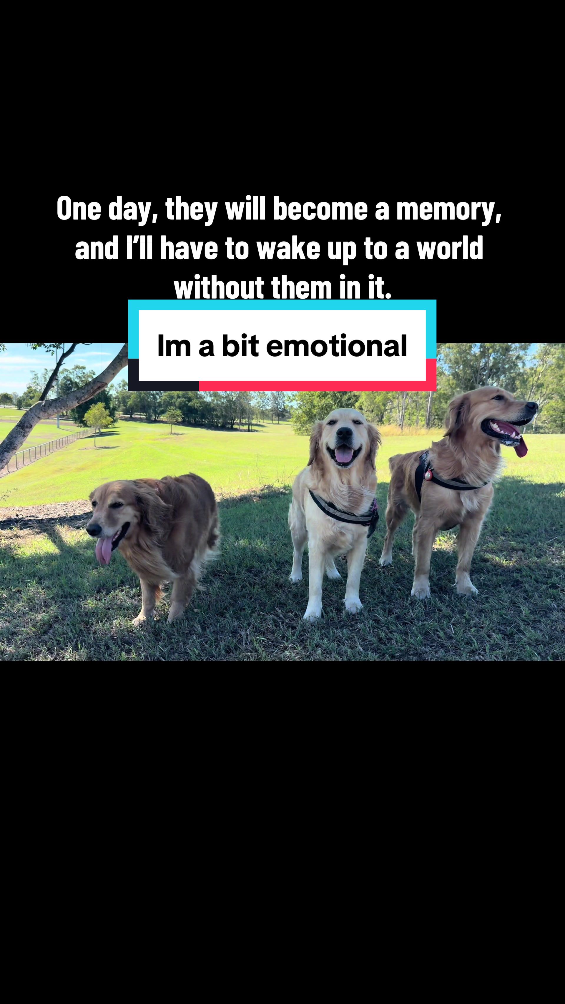 @3goldenretriever