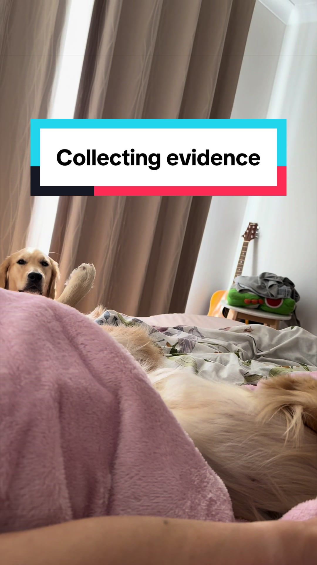 @3goldenretriever