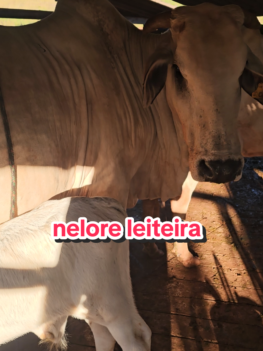 @Geovane neto