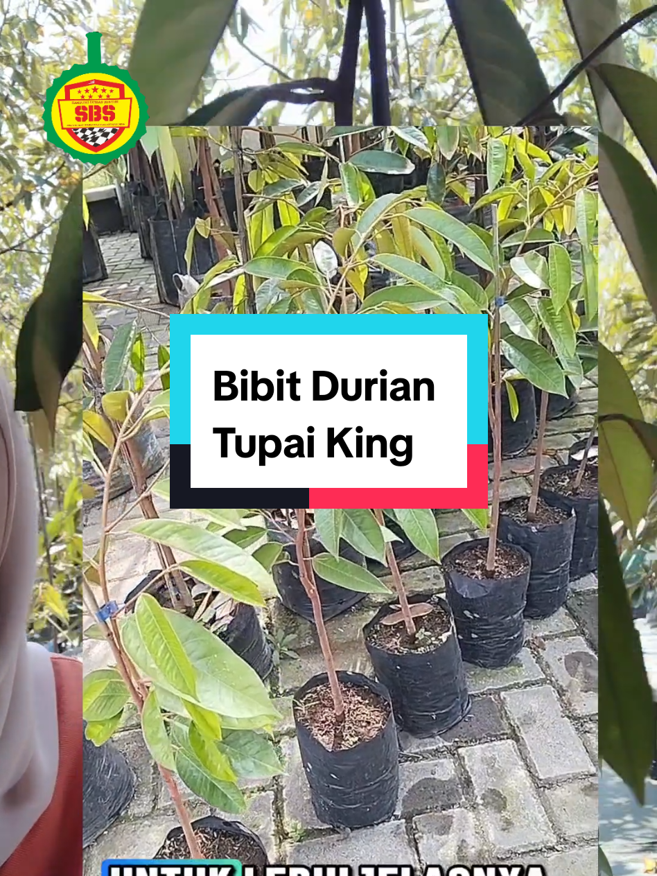 @Produksi Buah_SBS