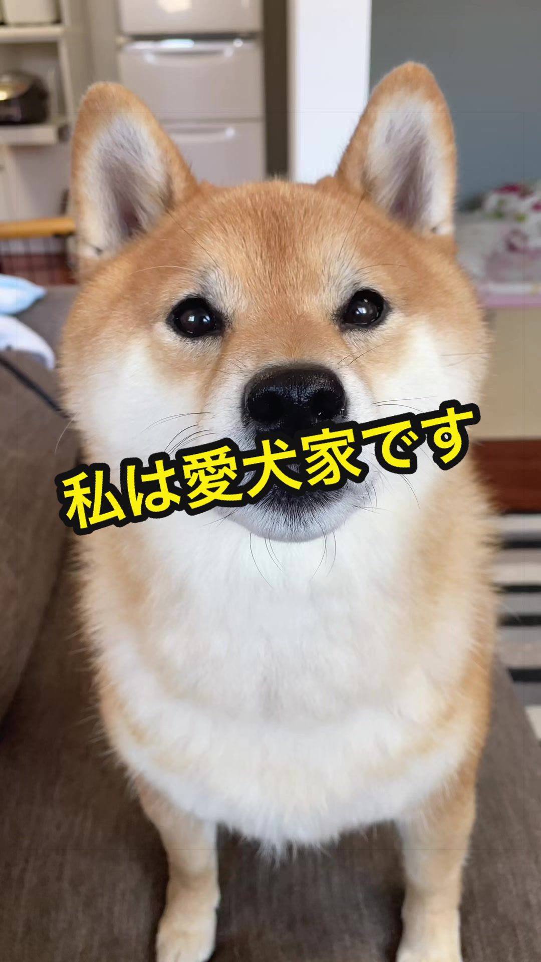 @特に柴犬が好きな人