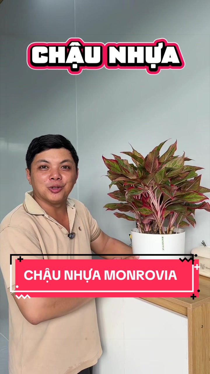 @Cây Xanh Phong Hồng