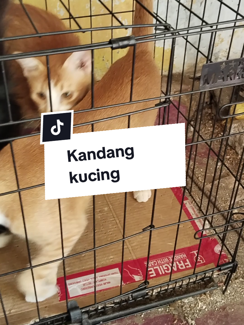 @WONK CEDAL R