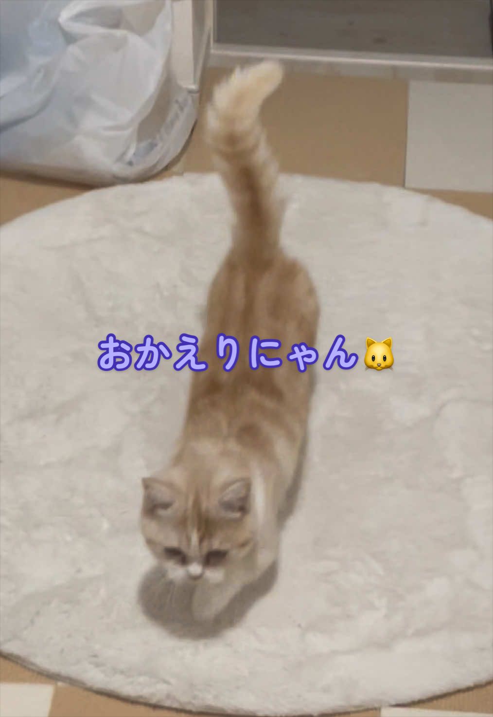 @ใปใฃใ๐๐