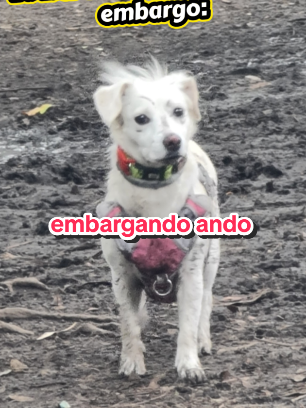 @Abogada de Lomitos