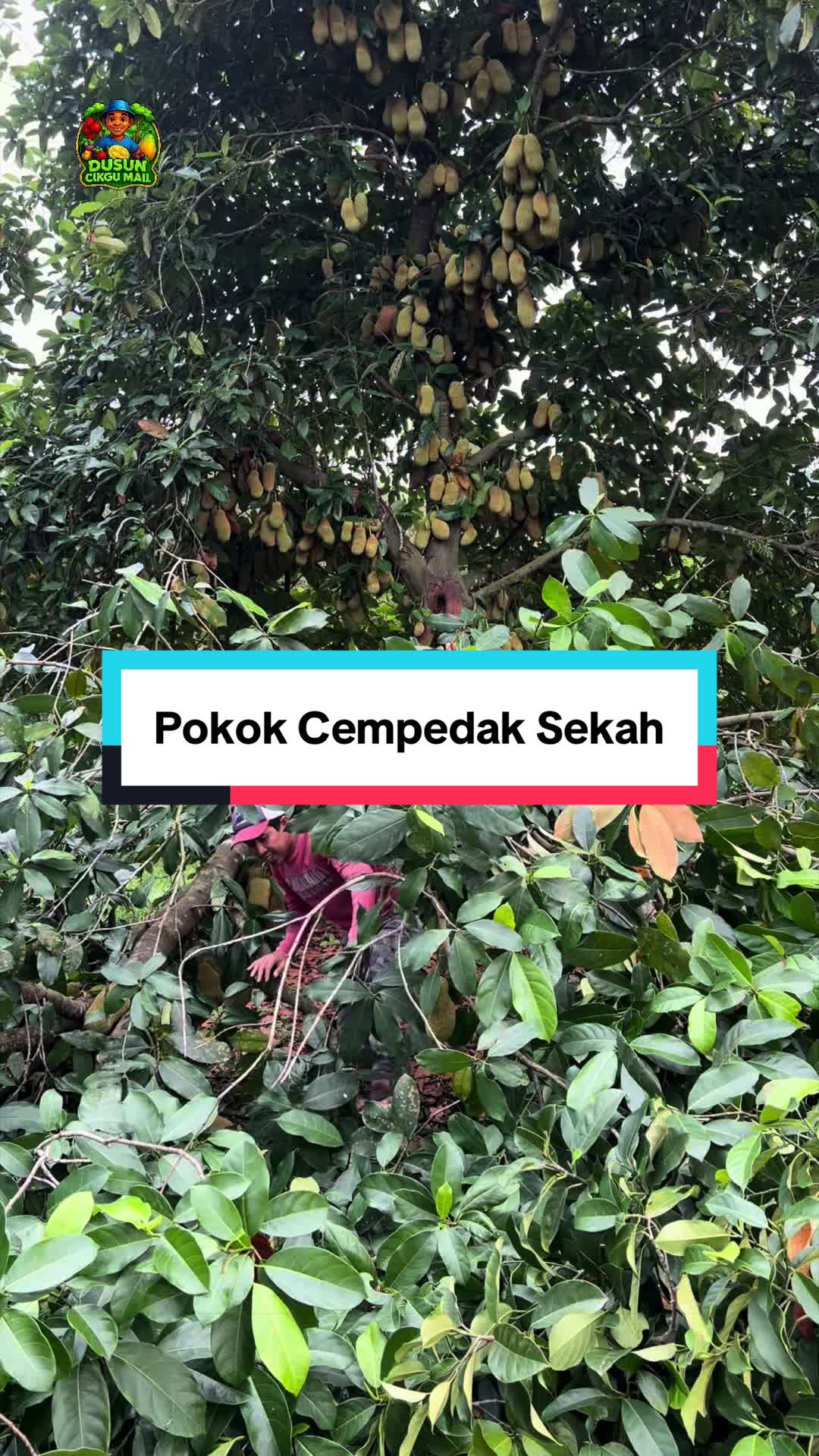 @Dusun Cikgu Mail