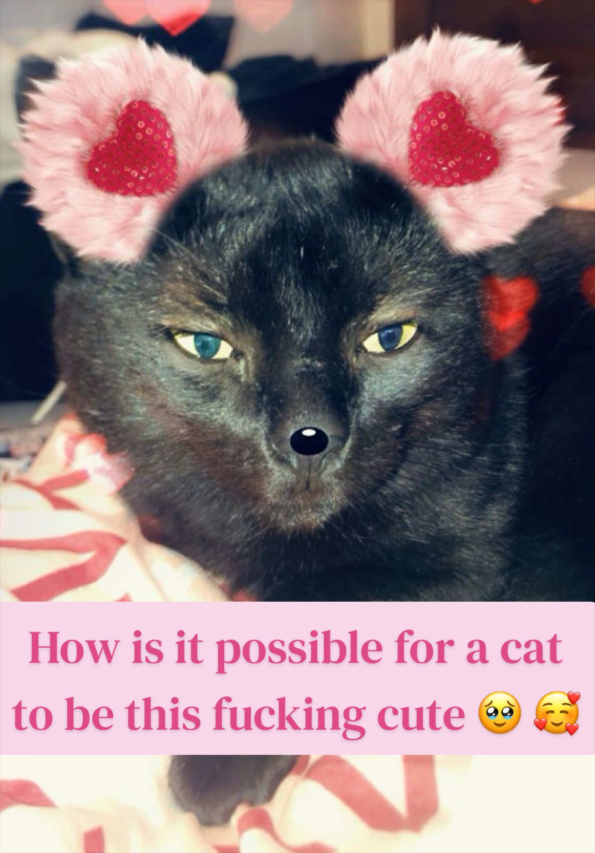 @Brianna 🐈&zwj;⬛ 🇵🇸 ☭