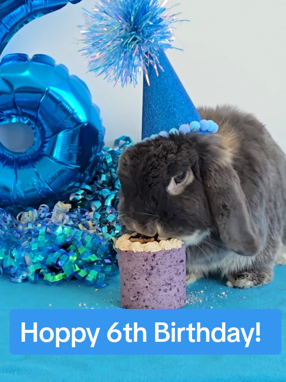 @Blueberry the Bunny