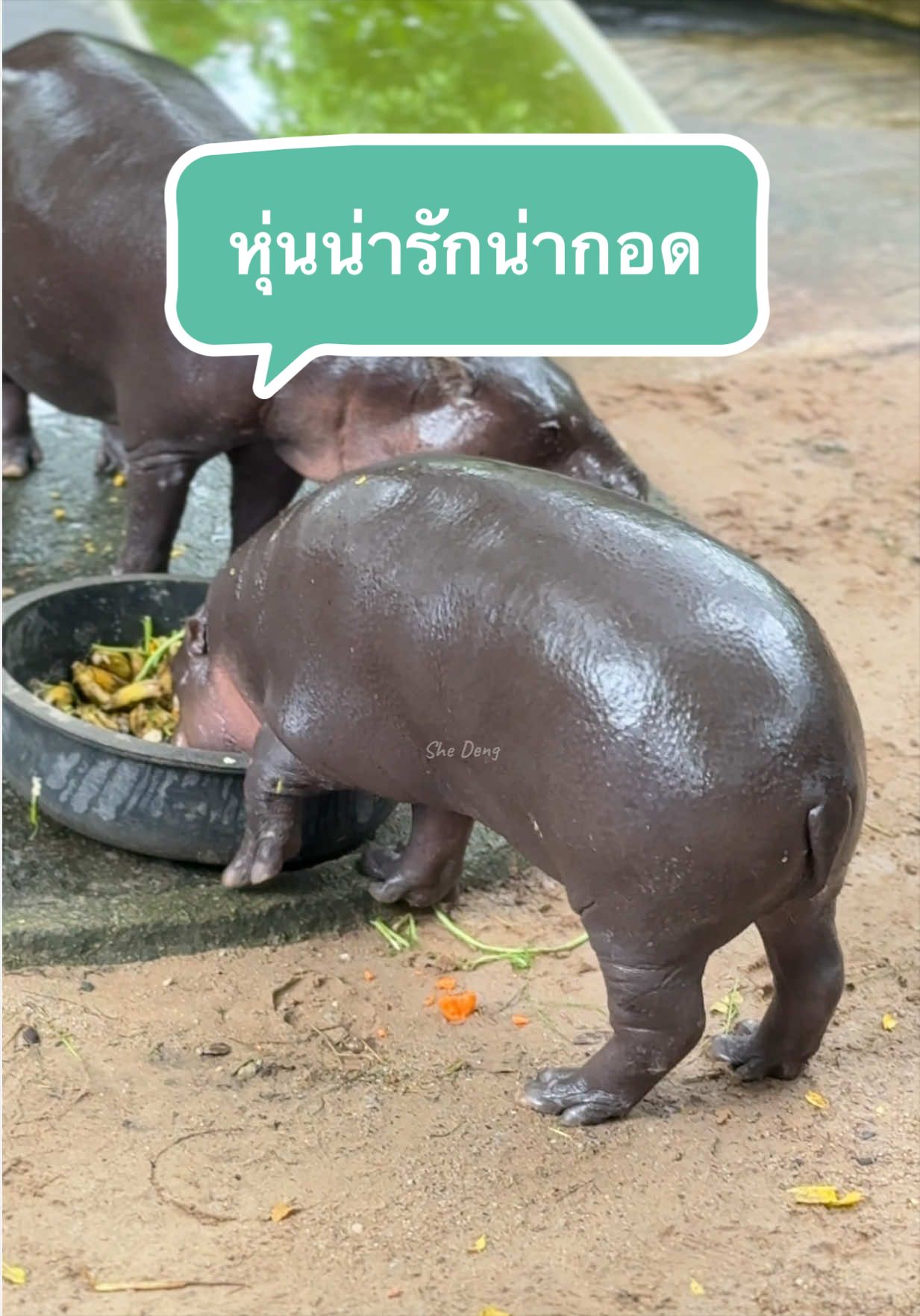 @She Deng