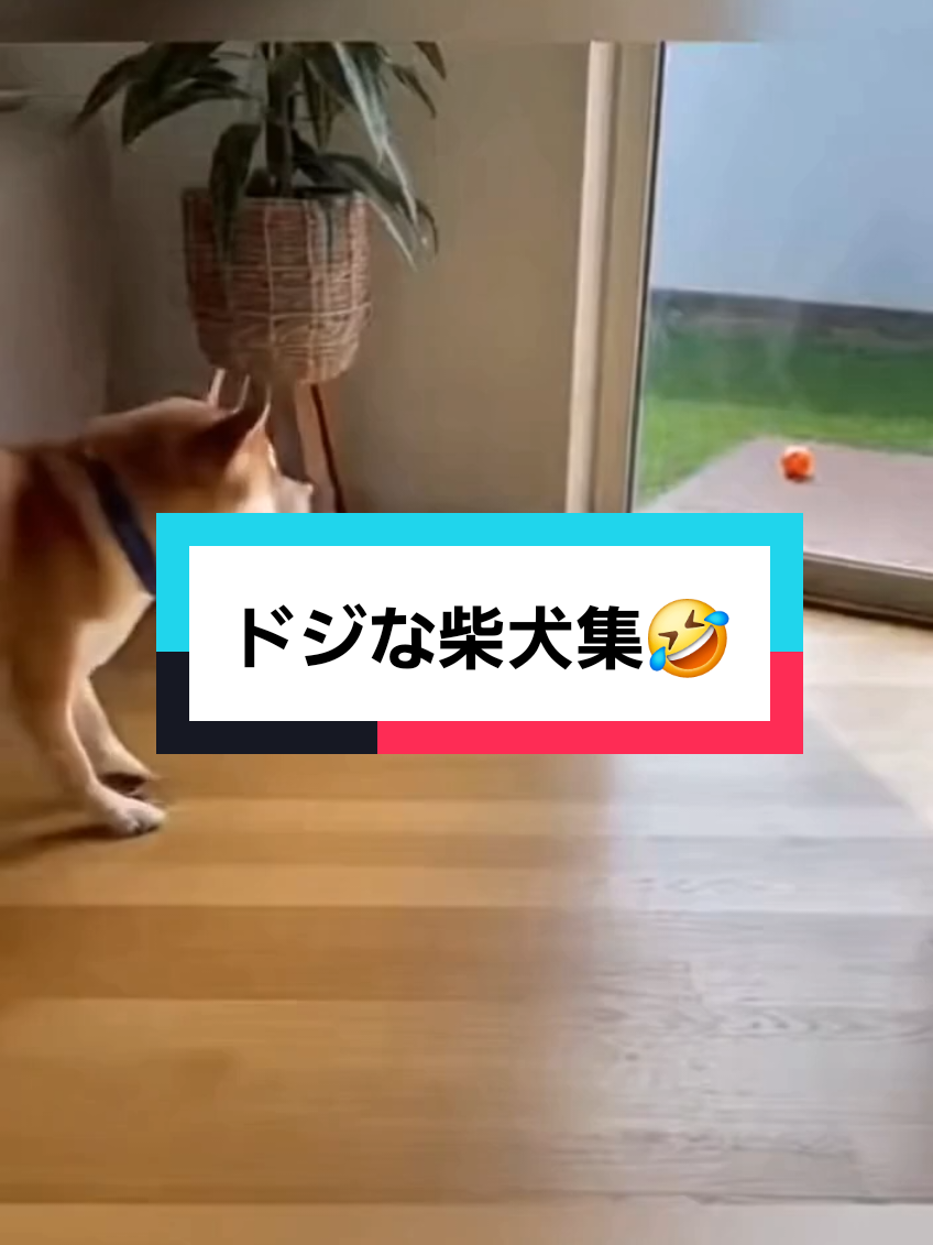 @AI動物園園長