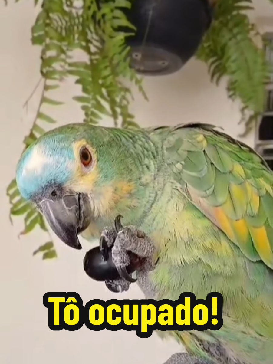 @Papagaio Chico🌽🦜