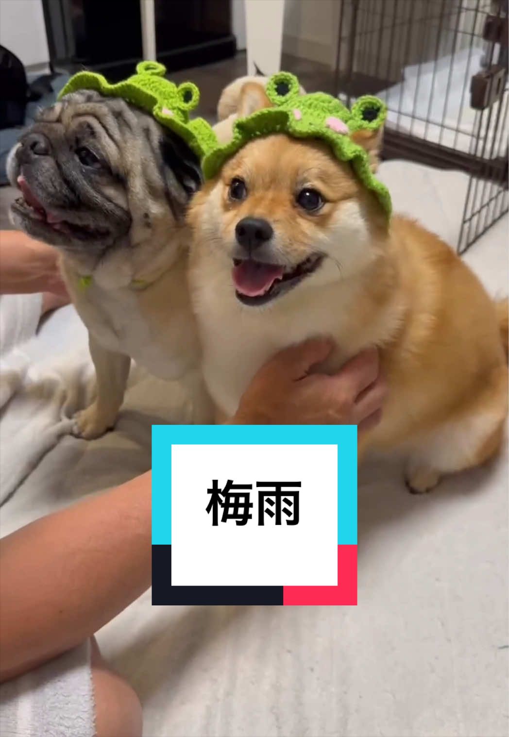 @🐶とん&ぺっぺこぺー🦊