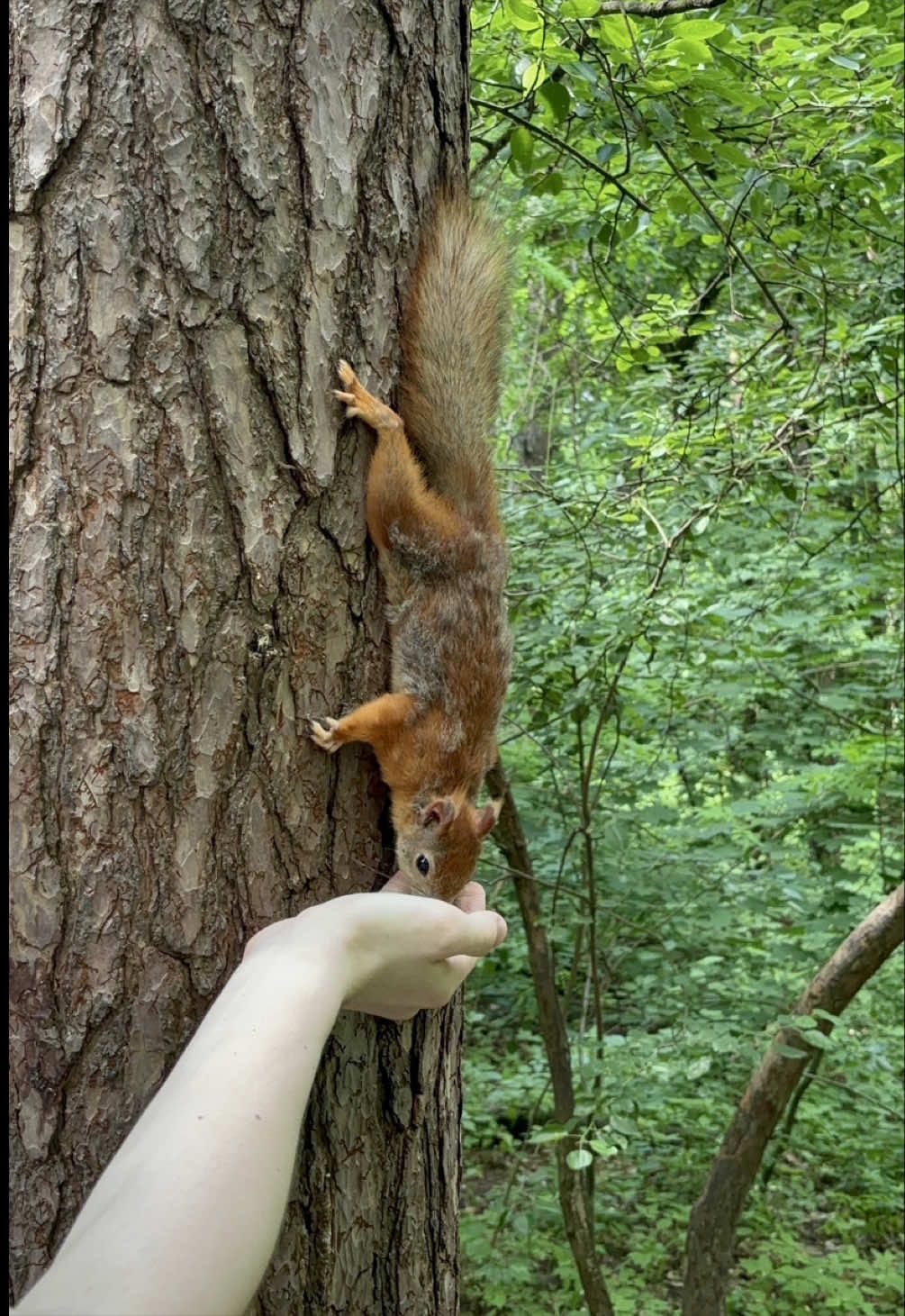 @даттебаё