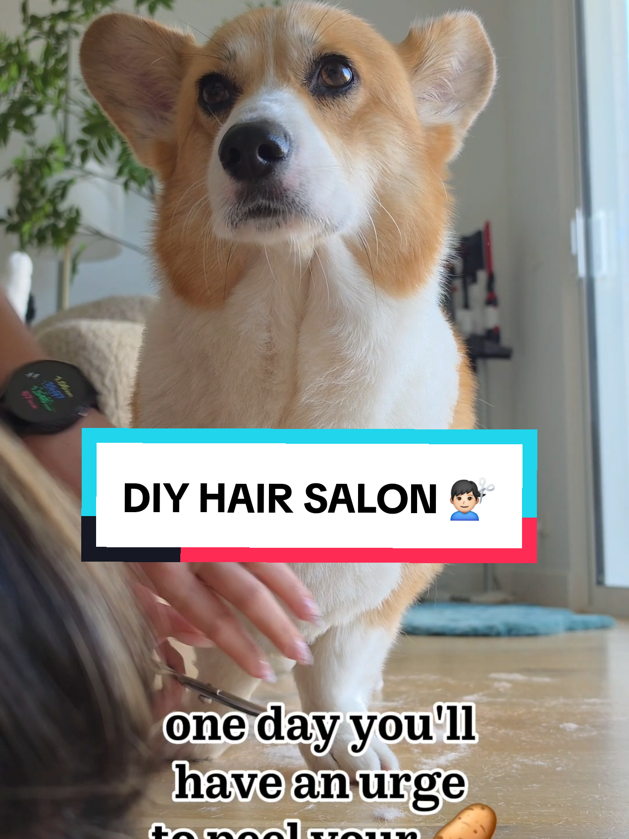 @Pocky the Corgi ๐ถ