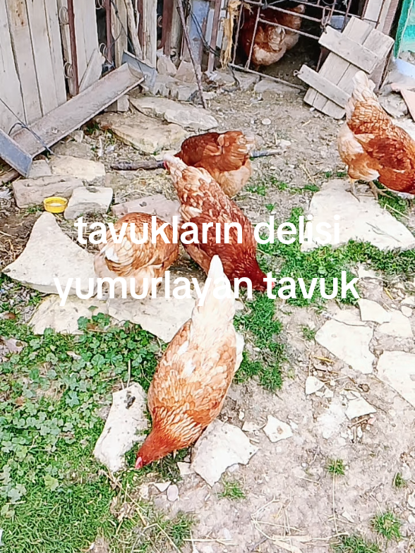 @Necip Ali 20