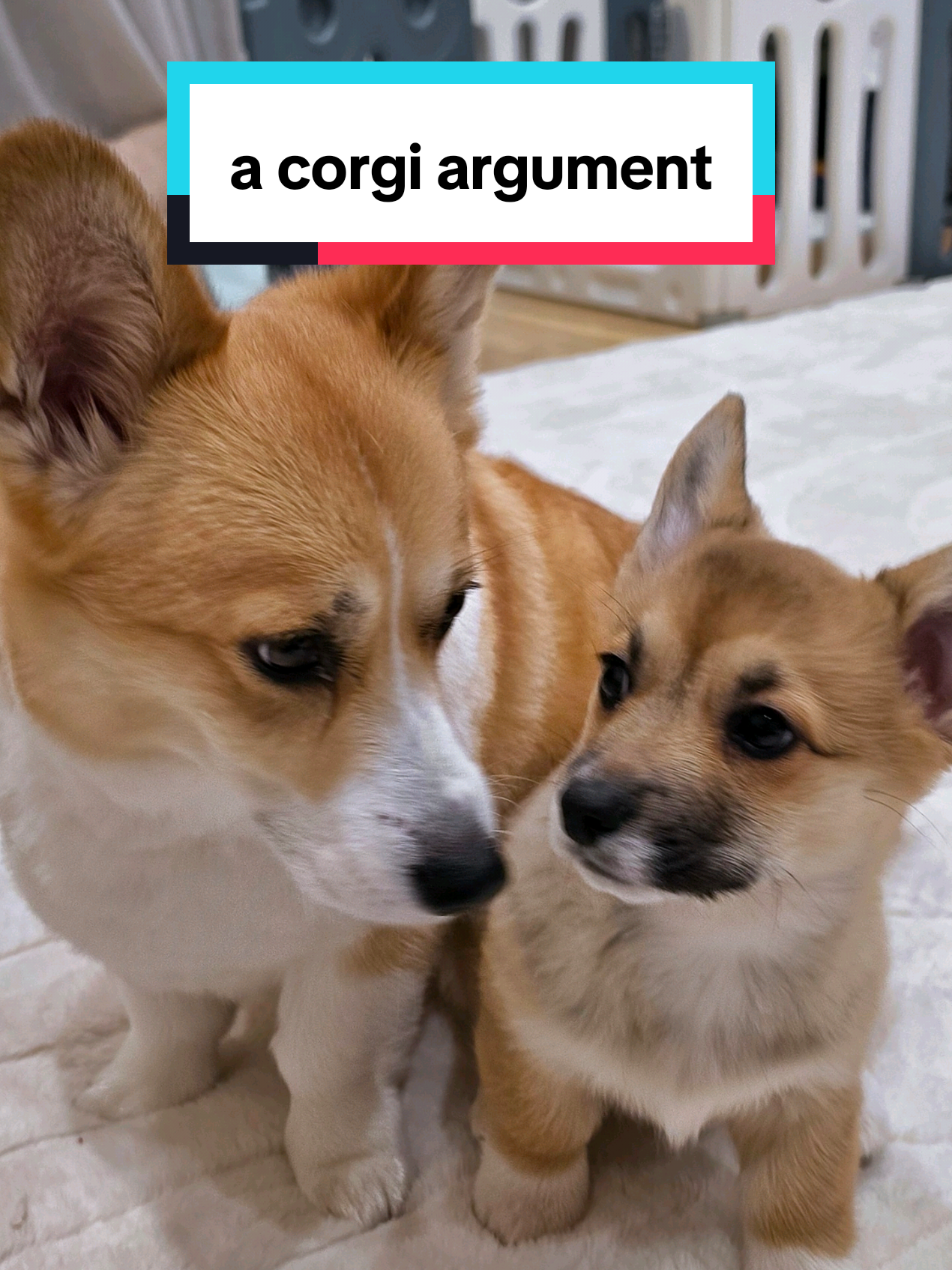 @Pocky the Corgi ๐ถ