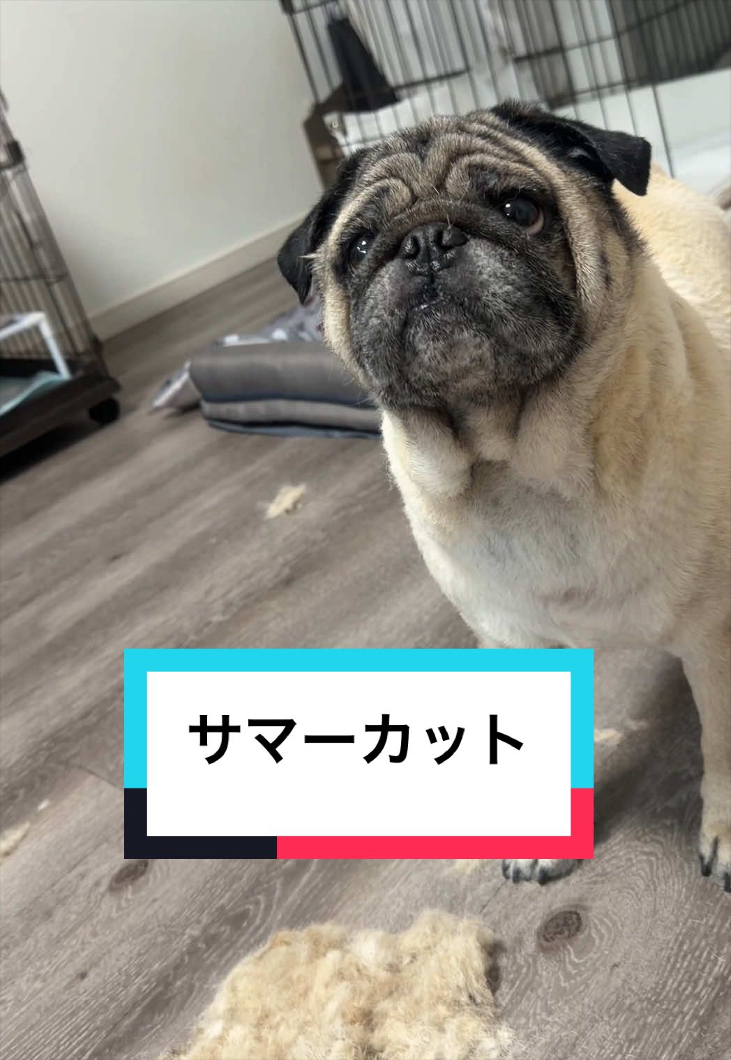 @🐶とん&ぺっぺこぺー🦊