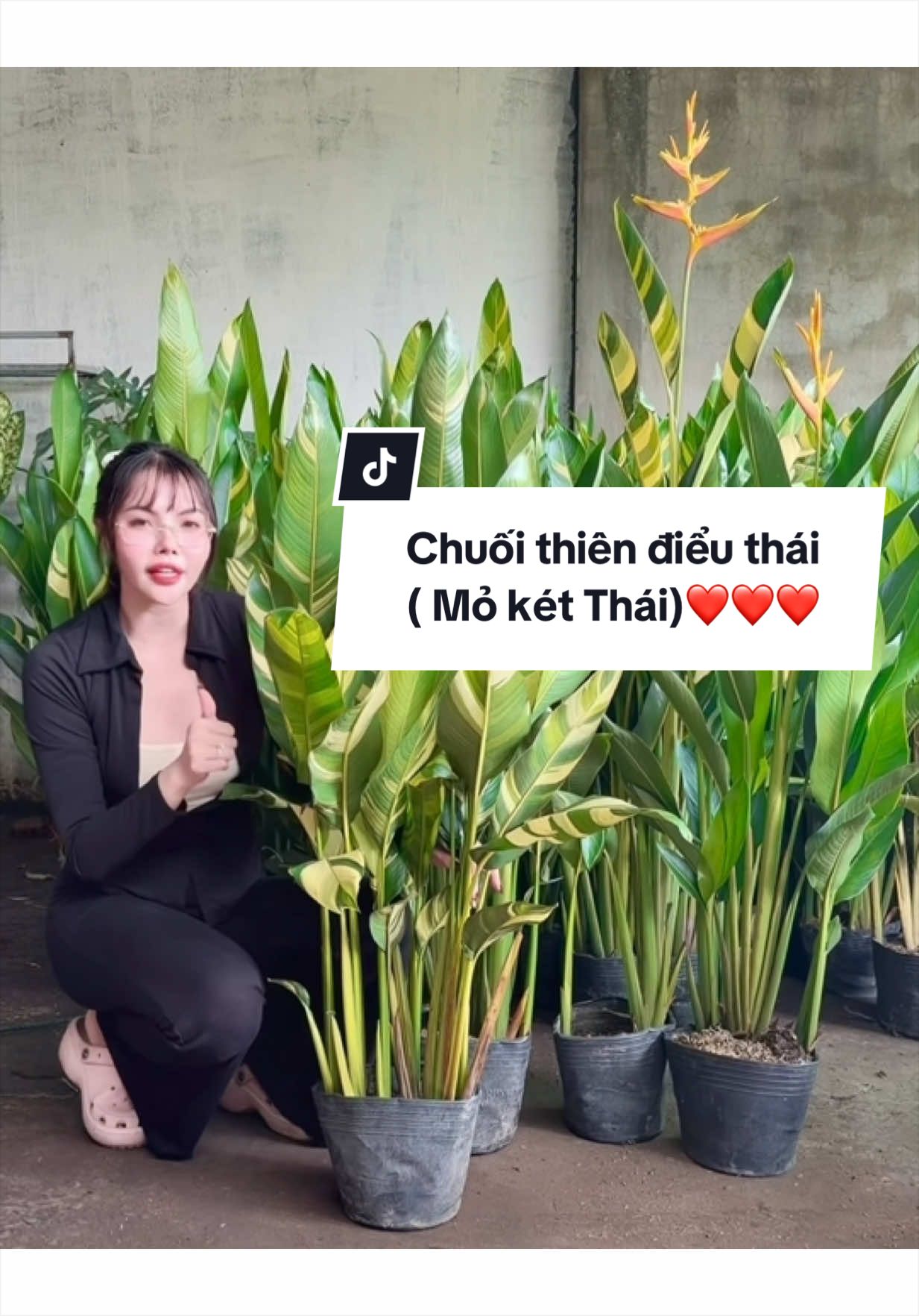 @Tiệm Lá Nhỏ