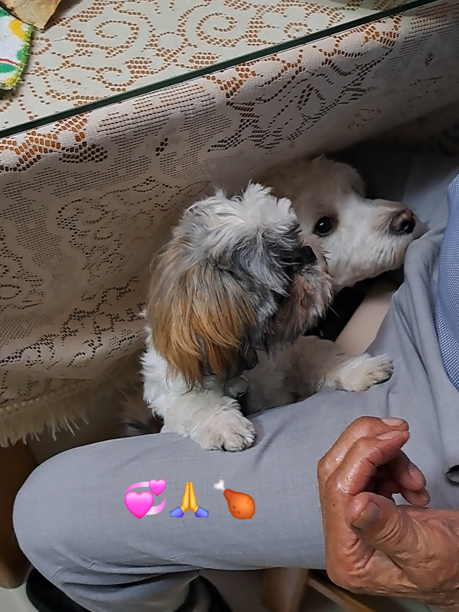@Harry y Mila Life 🐶🐾