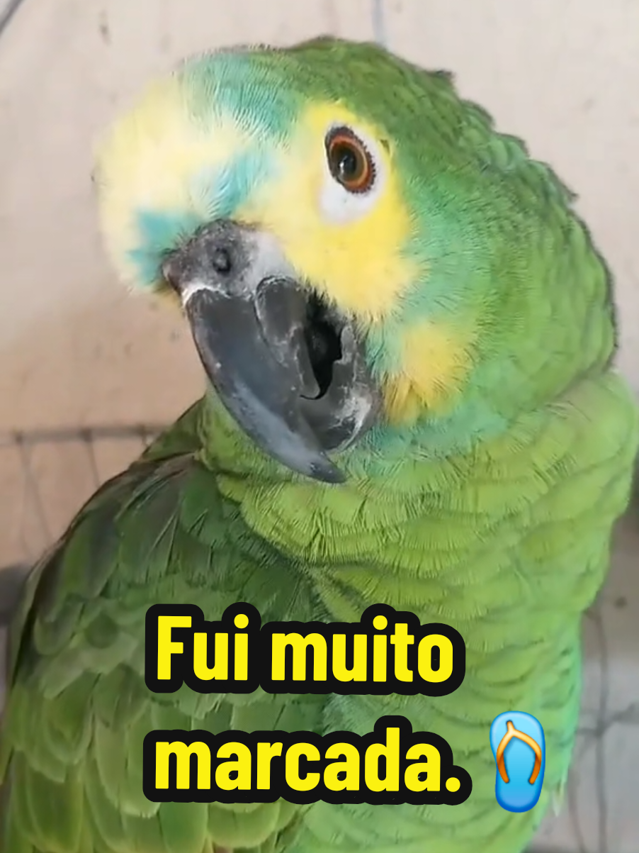 @Papagaio Chico🌽🦜