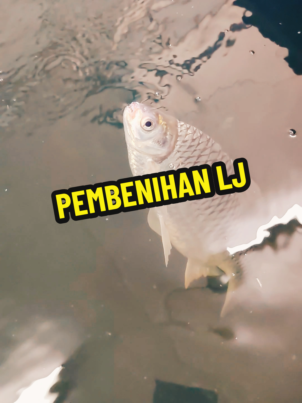 @DiZuL