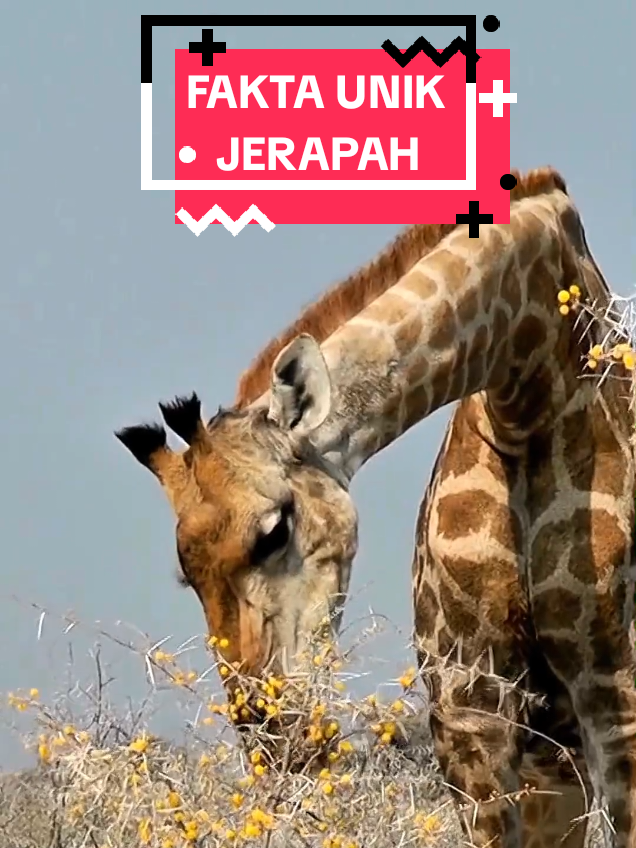 @NUNA TEMPLATE