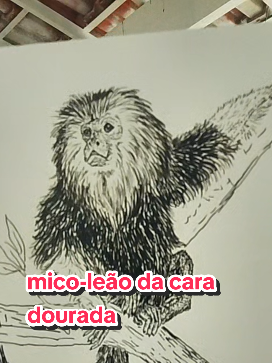 @Afonso Henrique