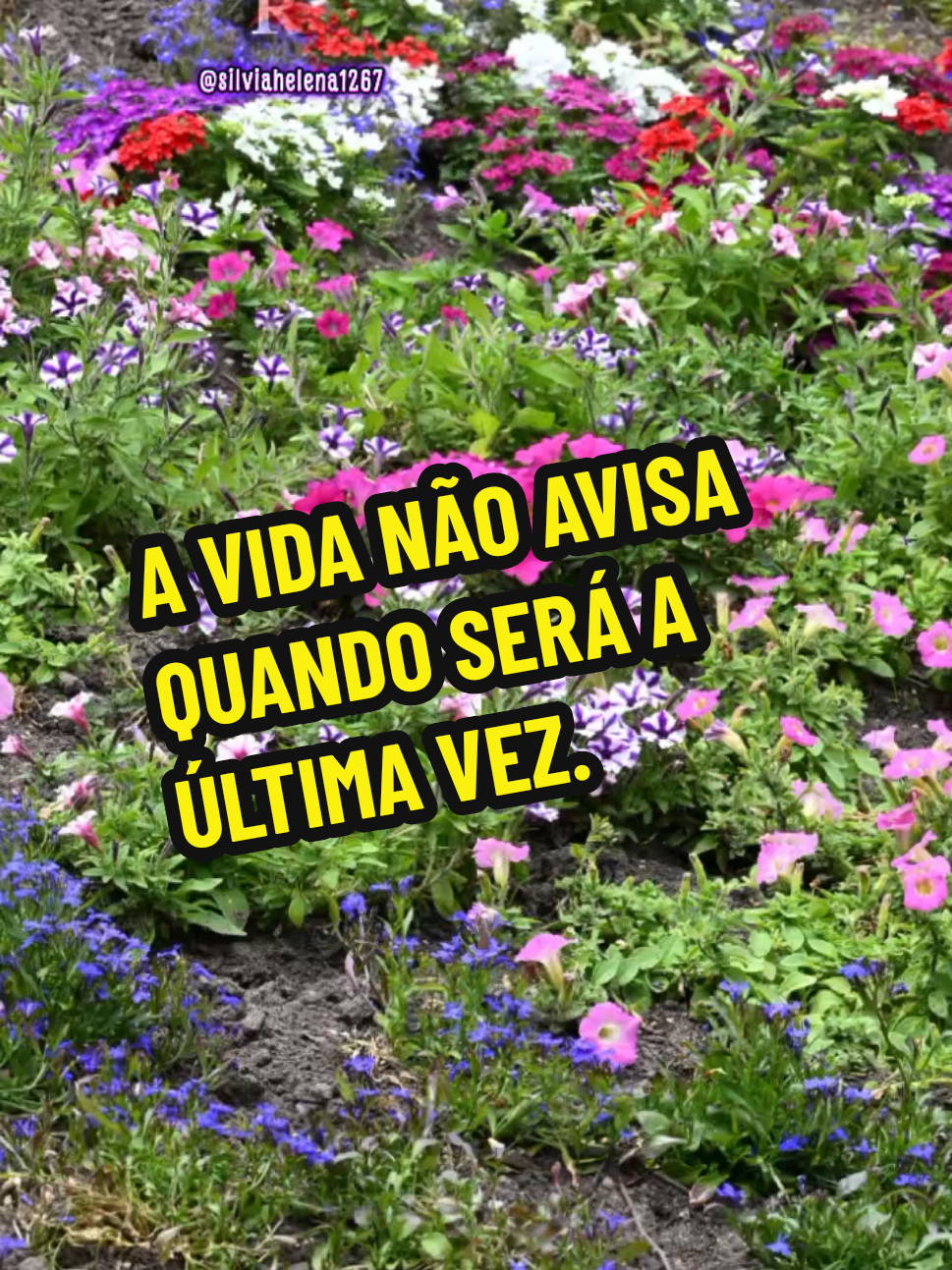 @Silvia Helena.