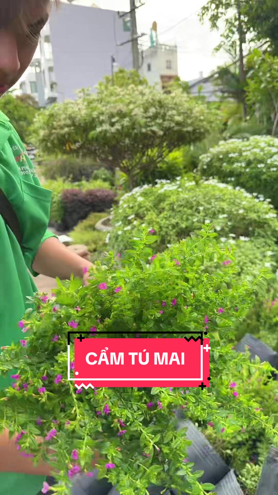 @Cây Xanh Phong Hồng