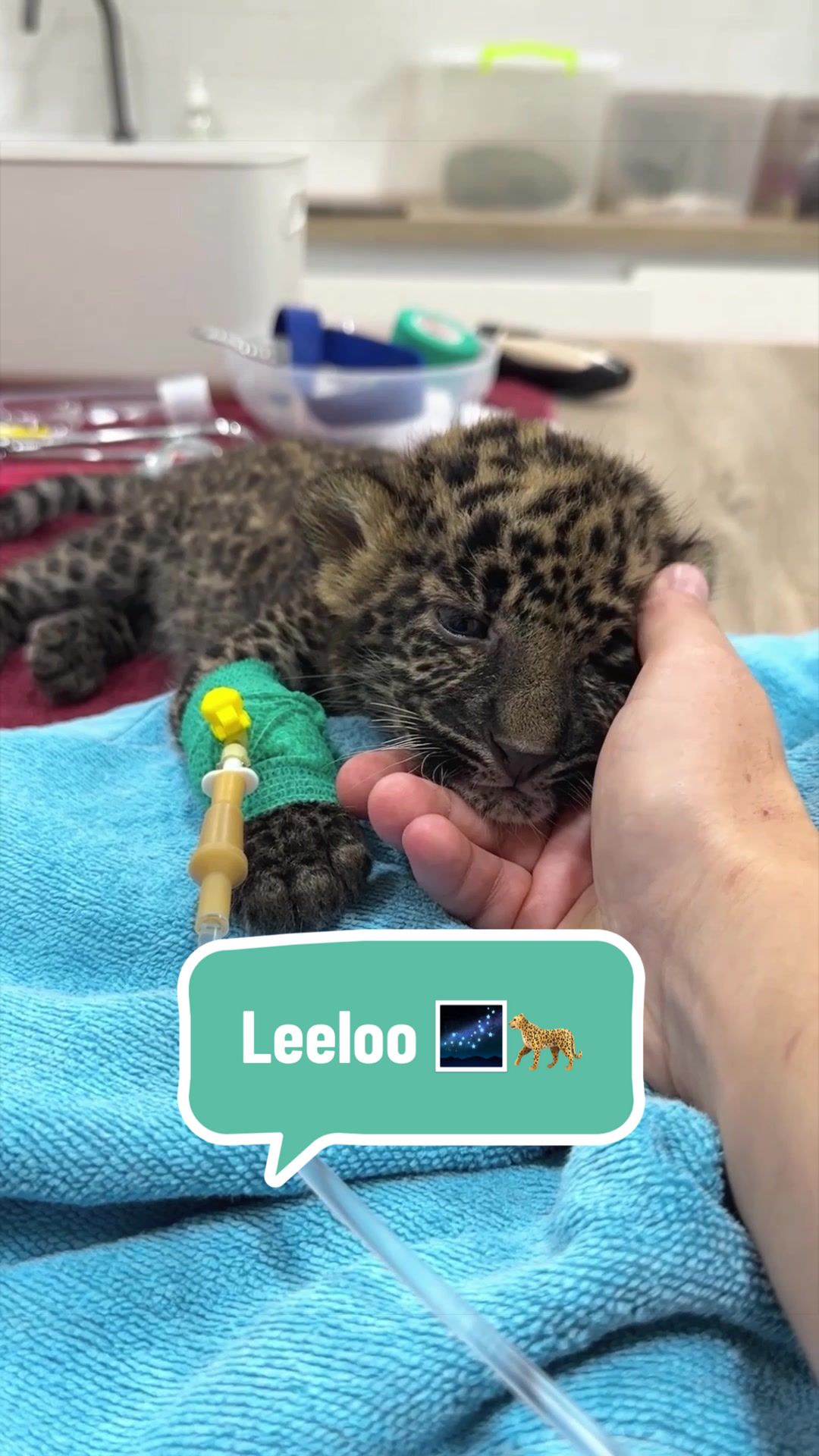 @VET CREW