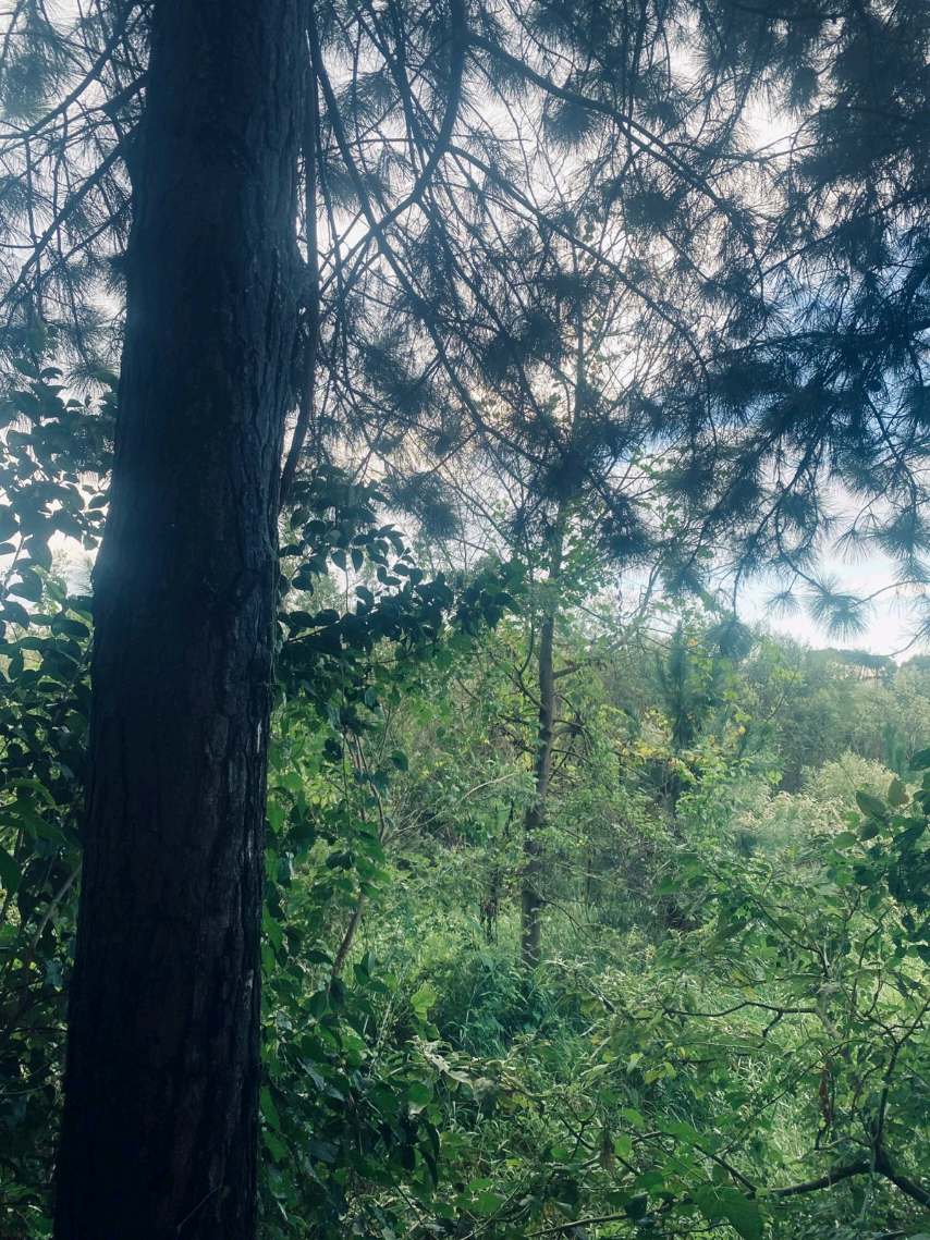 @𝒕𝒂𝒍 𝒅𝒂 𝒍𝒐𝒑𝒆𝒔&iquest;