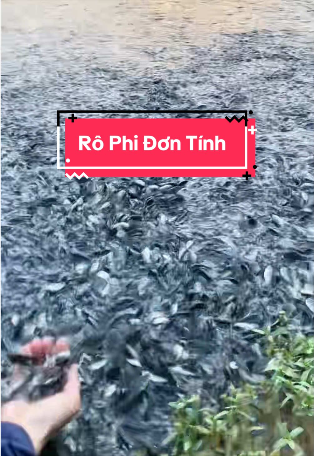 @Trại C&aacute; Giống Quang L&acirc;m