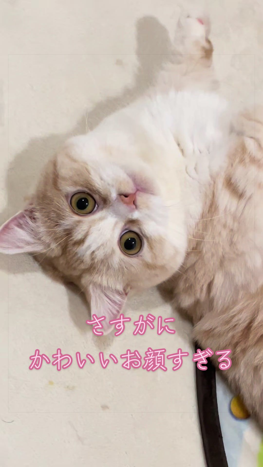 @ใปใฃใ๐๐