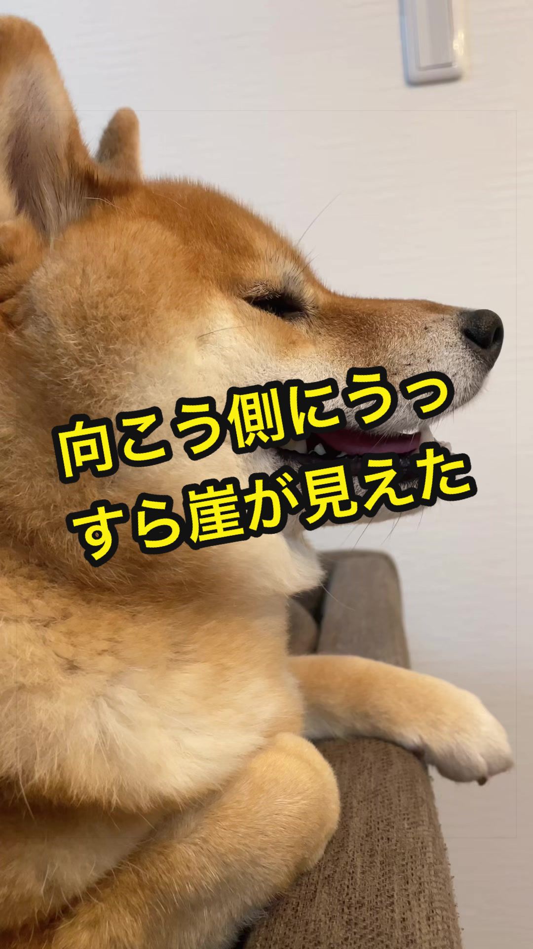 @特に柴犬が好きな人