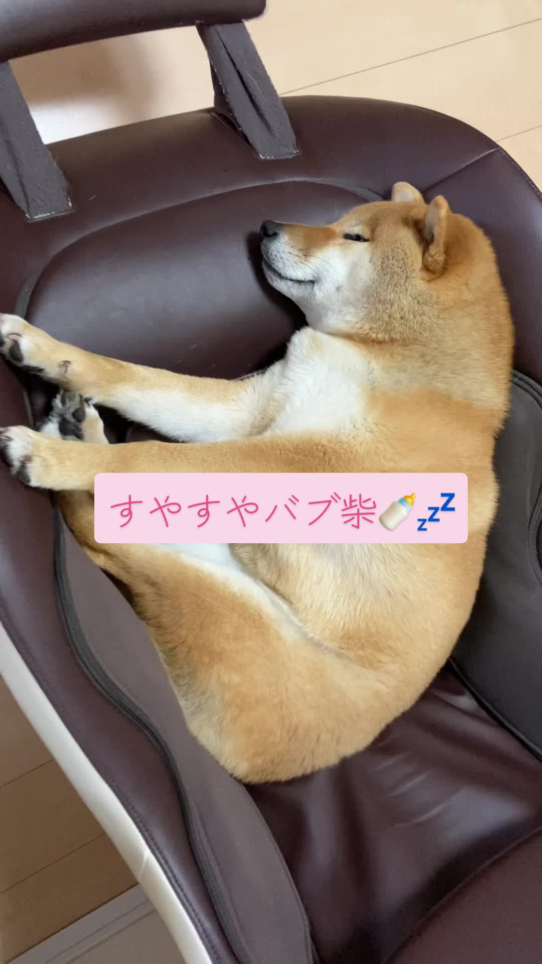 @柴犬はな🐾