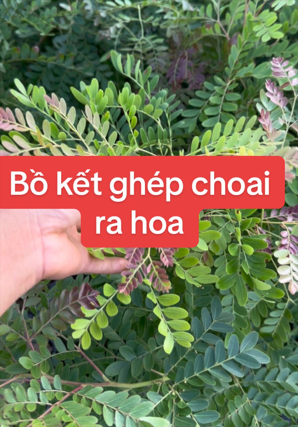 @Nh&agrave; Vườn Vũ Mai
