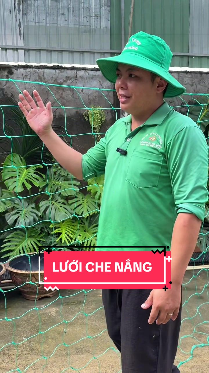 @Cây Xanh Phong Hồng