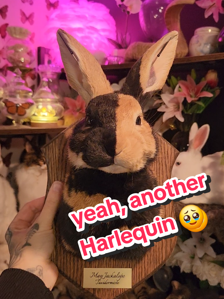 @May Jackalope Taxidermy 🇨🇦